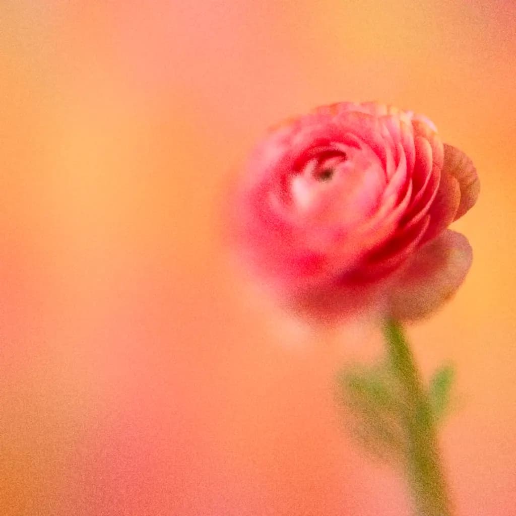 Zachte roze bloem